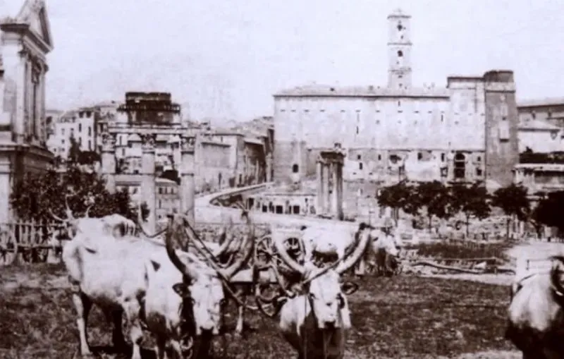 Cows-in-the-Roman-Forum