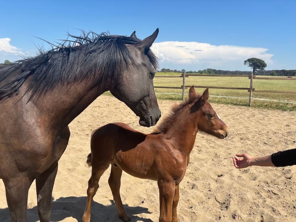 Horses at the Cavalieri di Gaia