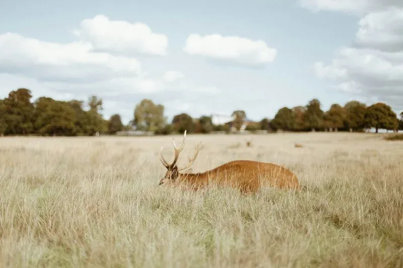Deer in Richmond Park
