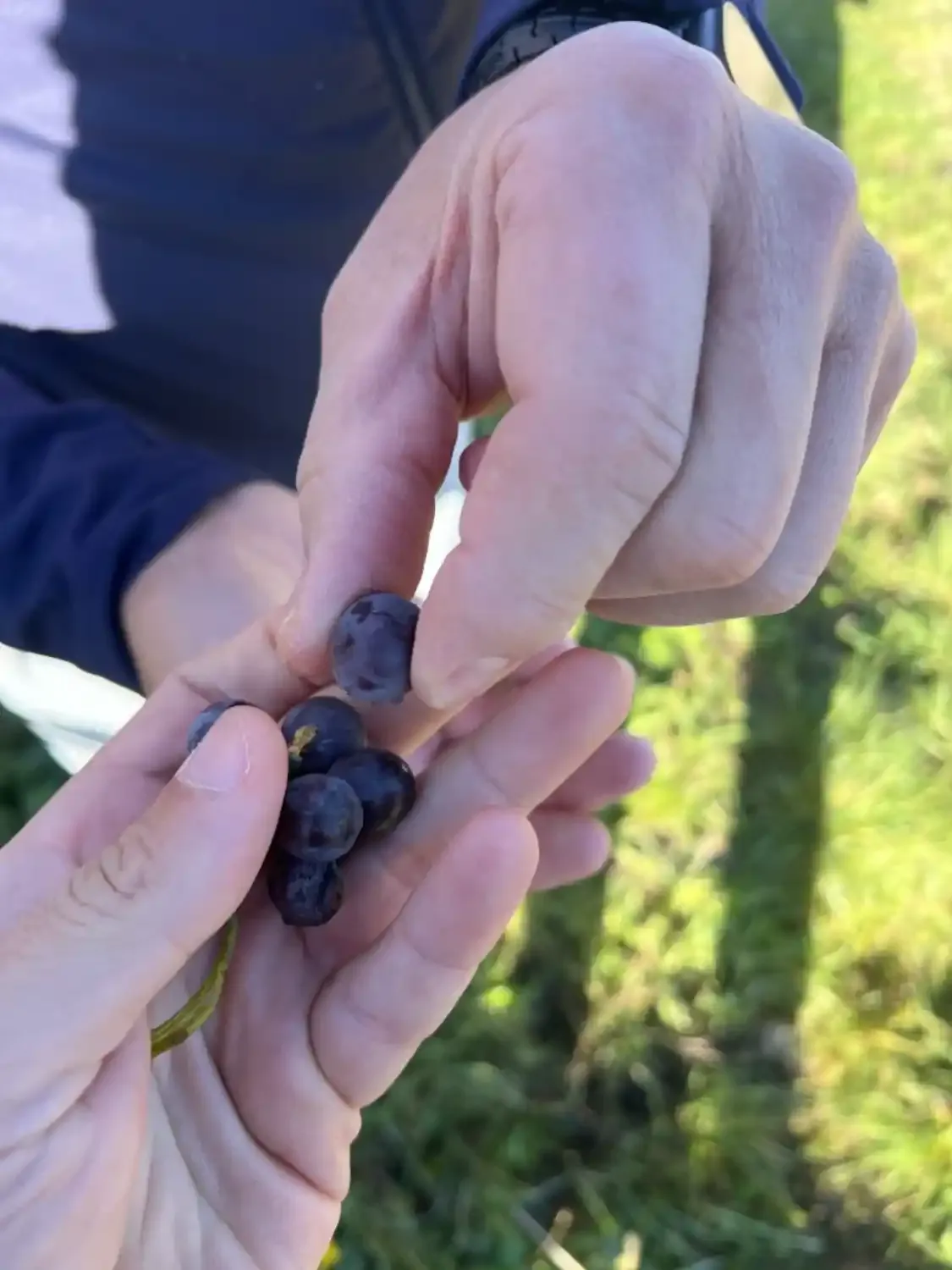 A close-up of two hands holding freshly picked Sangiovese grapes from a vineyard in the Chianti region.