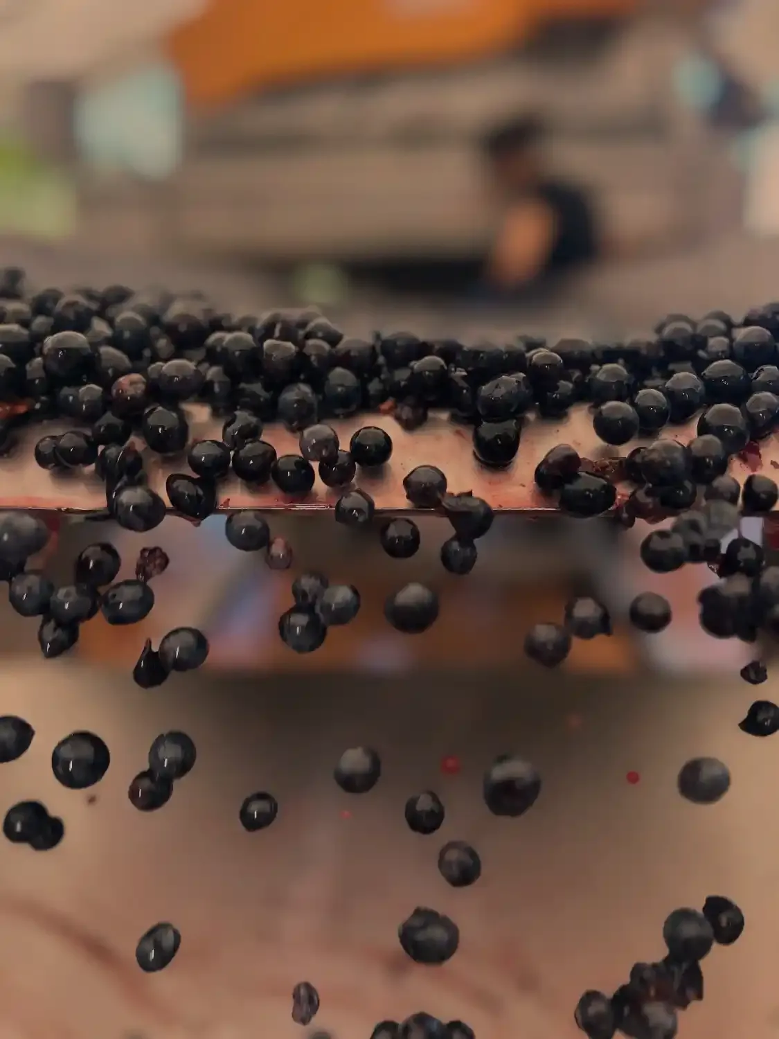 Freshly harvested grapes being sorted and de-stemmed during the winemaking process at a Chianti winery.