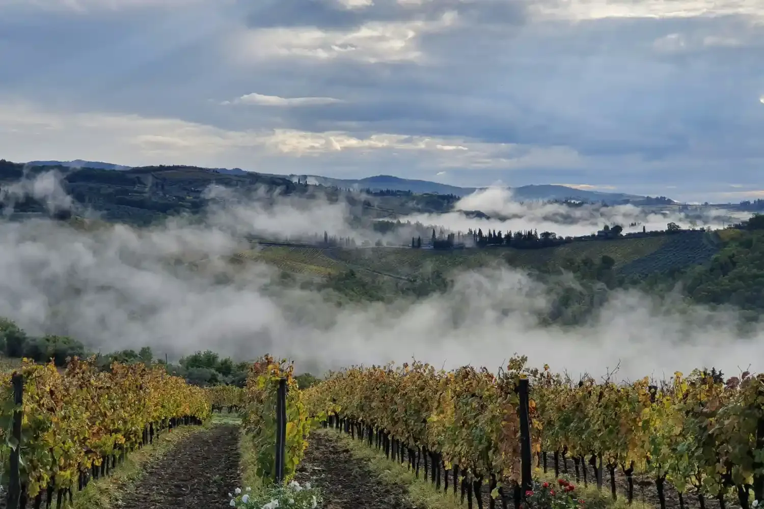 Tuscan vineyard in autumn with golden grapevines, misty valley, cypress trees, and rolling hills in scenic landscape