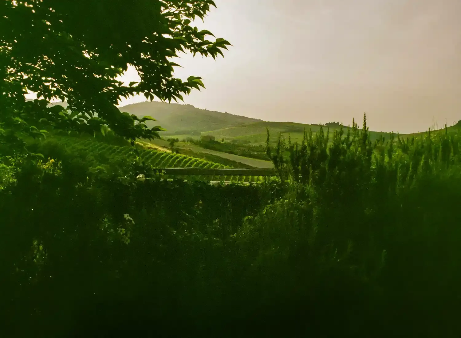Lush green Tuscan vineyard landscape with cypress tree rows, rolling hills, and scenic countryside vista